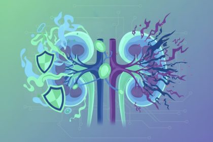 How the Immune System Protects and Damages Your Kidneys